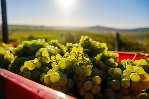 fruit, agriculture, produce, natural foods, seedless fruit, grapes