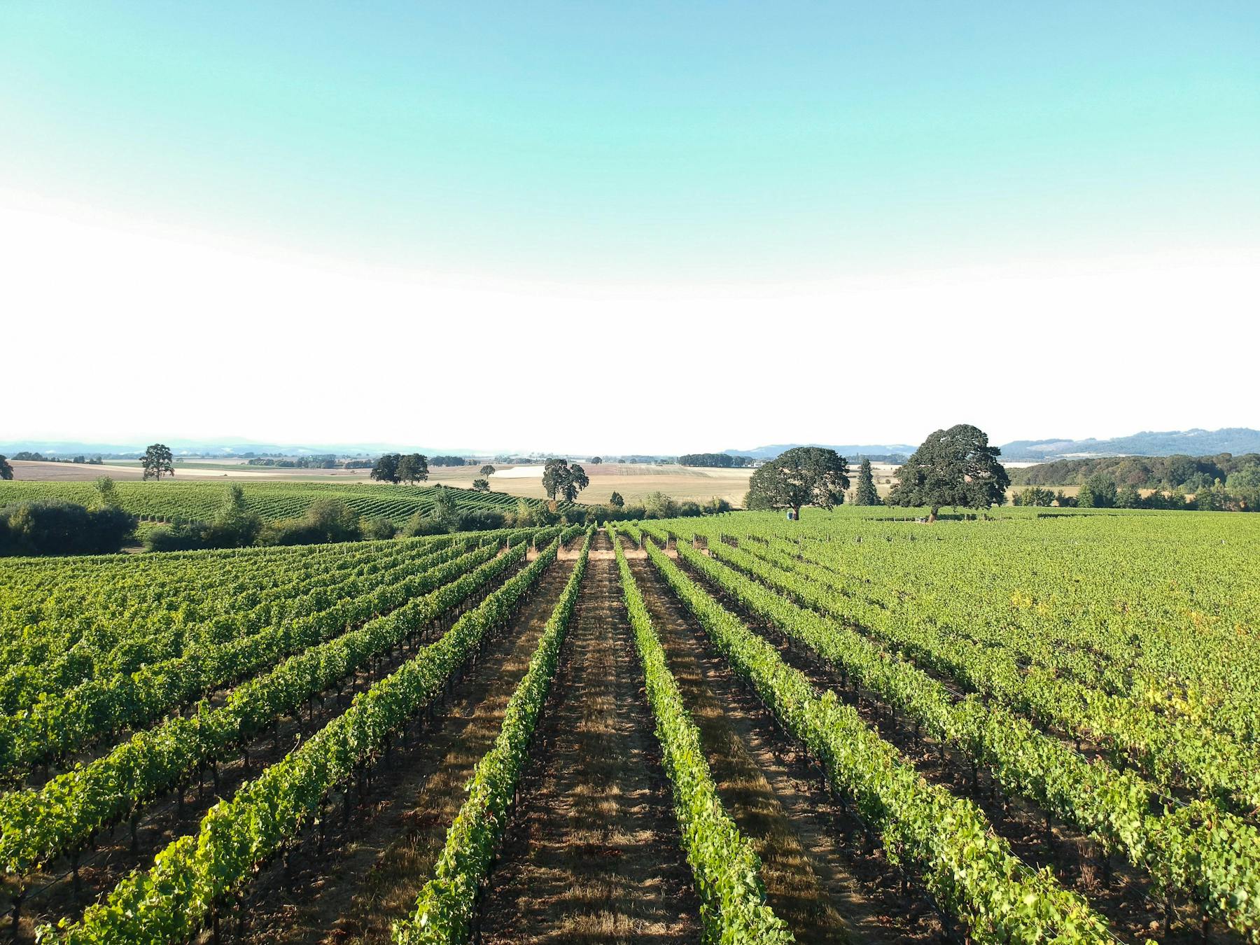 Johan Vineyards Rickreall, OR Tock