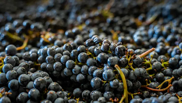 fruit, produce, food, grape, natural foods, seedless fruit