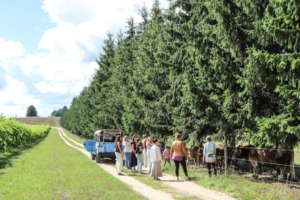 pasture, conifers, plantation, larch, agriculture, evergreen