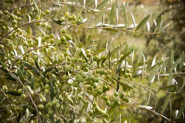 plant, twig, terrestrial plant, grass, flowering plant, tree