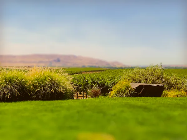 green, natural landscape, grassland, plain, horizon, landscape