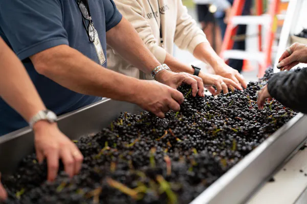 produce, grapes, food, grape, winery, natural foods