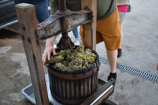 barrel, produce, grapes, food, grapevines, natural foods