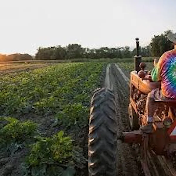 tractor, agricultural machinery, agriculture, field, automotive tire, farmworker
