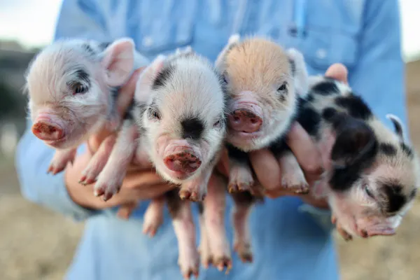 domestic pig, suidae, snout, livestock, terrestrial animal