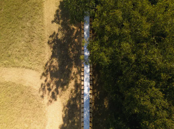 shadow, plantation