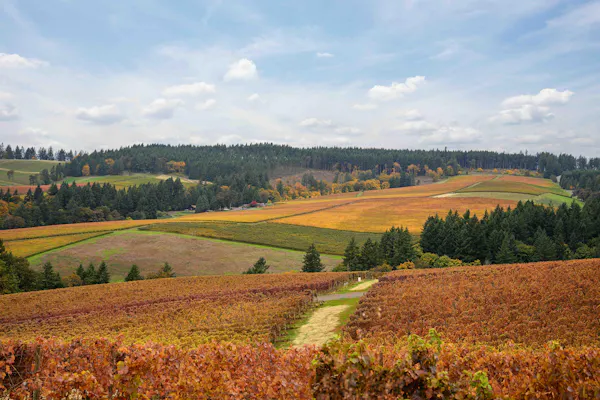 green, natural landscape, agriculture, field, plain, plantation