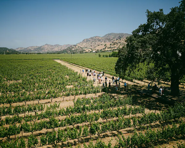 agriculture, plantation, plain, field, hill station, crop