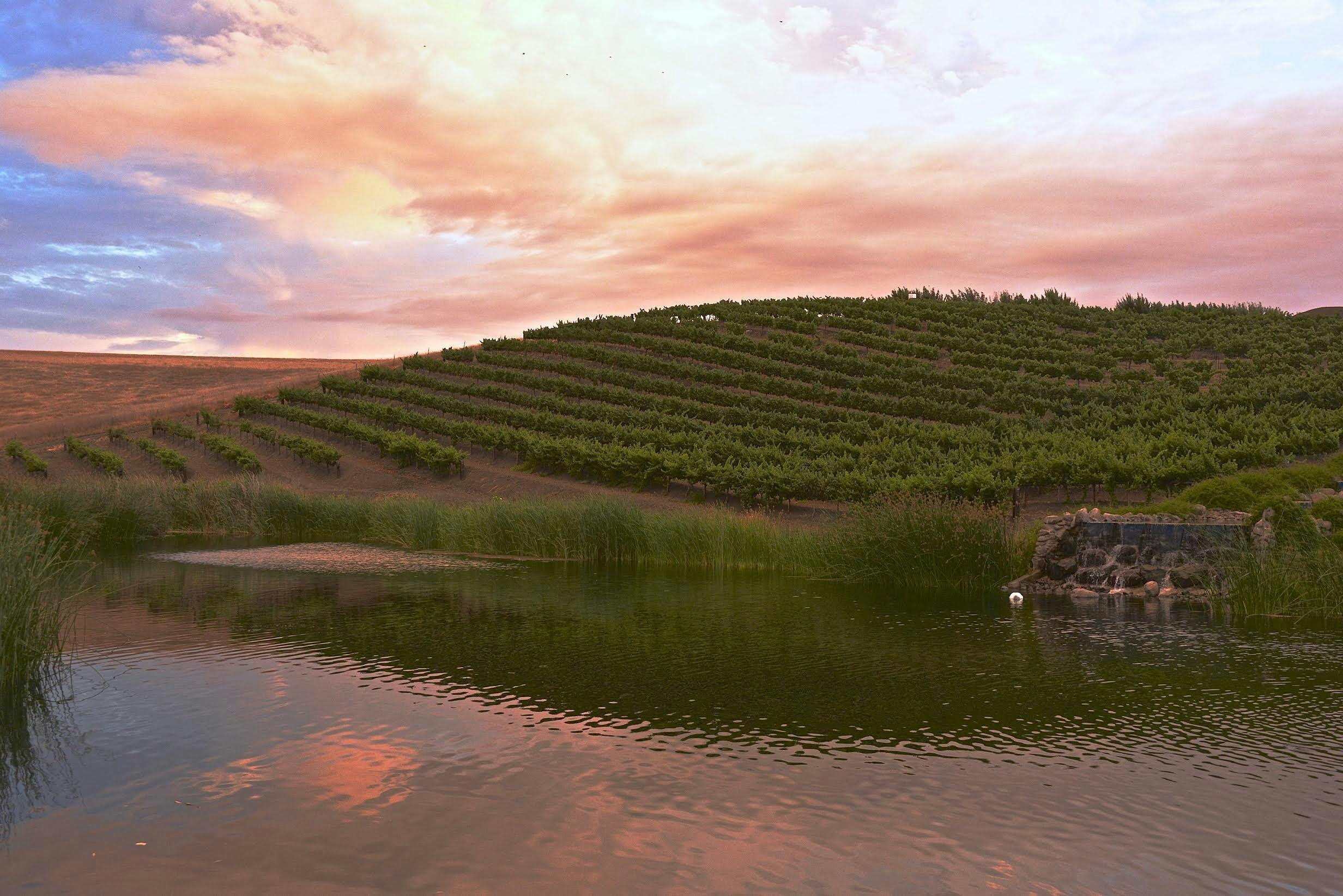 Léal Vineyards