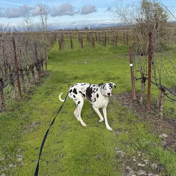 dog, canidae, working animal, agriculture