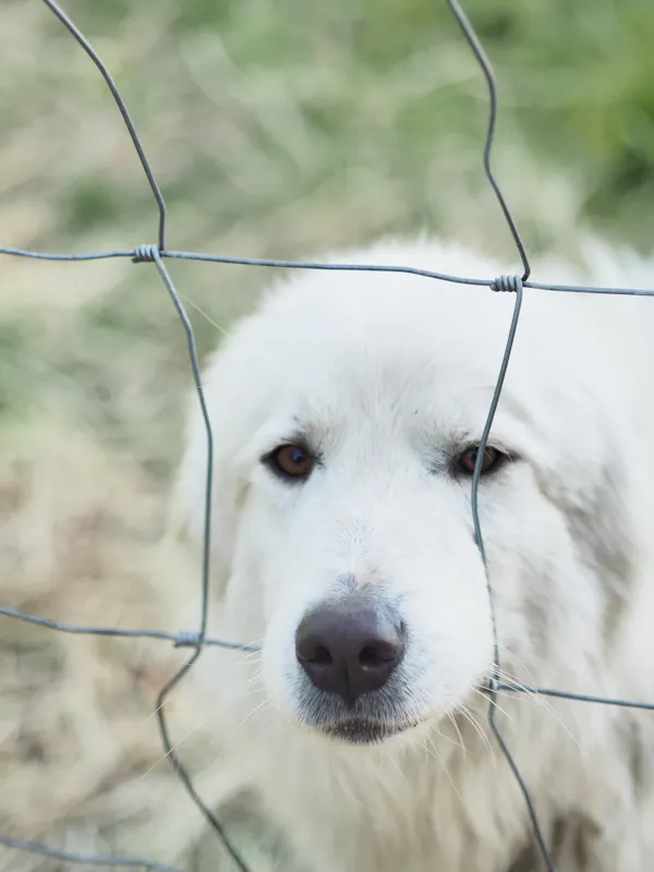 dog, fence, carnivore, dog breed, line, wire fencing