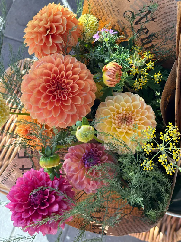 flower, yellow, dahlia, petal, pink, floristry