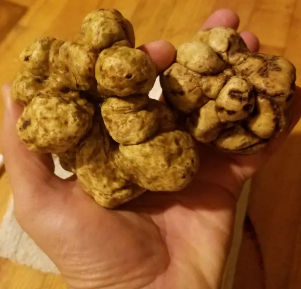 food, ingredient