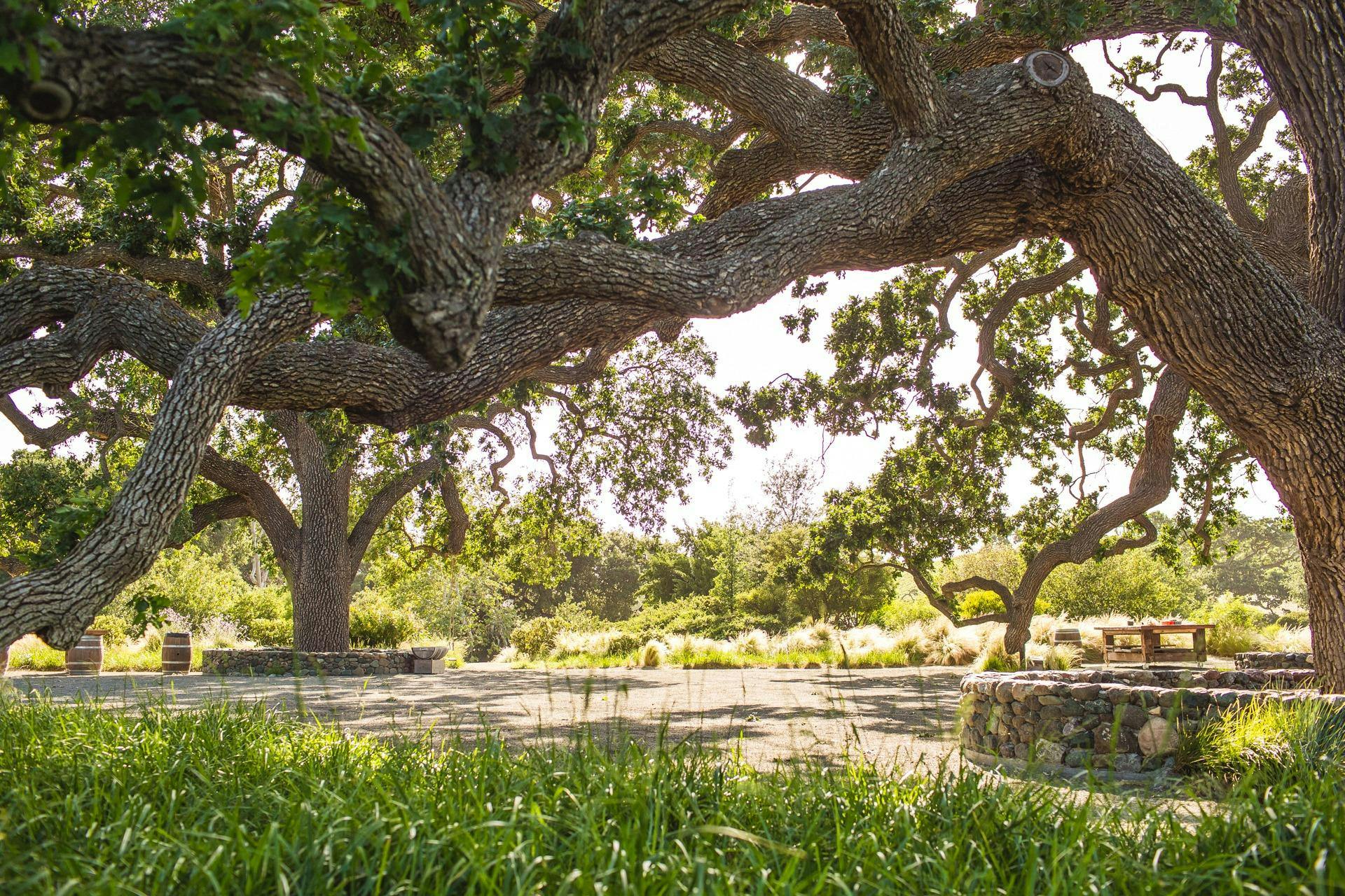 Grassini Family Vineyards - Santa Ynez Estate
