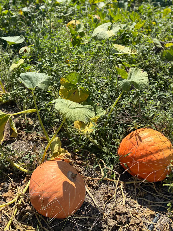 produce, pumpkin, natural foods, calabaza, winter squash, food