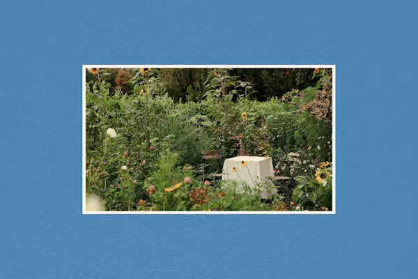 leaf, shrub, garden