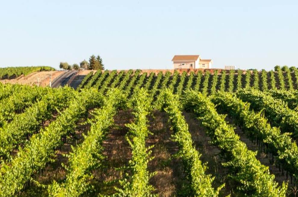 A field with sprawling rows of grape vines that lead to a lone house in the distance framed by a blue sky.
