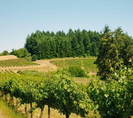 vineyard landscape with rolling hills and a clear sky